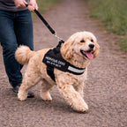 Petpopy Custom No Pull Dog Harness