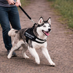 Petpopy Custom No Pull Dog Harness